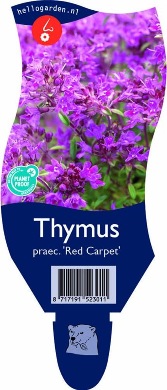 Thymus praecox 'Red Carpet' - P11